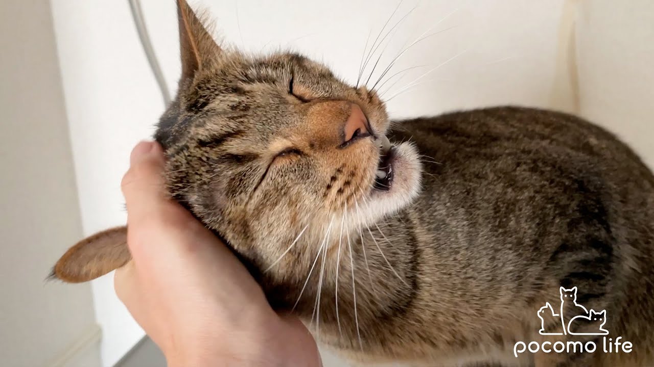 おしゃべりな猫こぱん君の超絶甘えんぼモードが可愛すぎました！笑