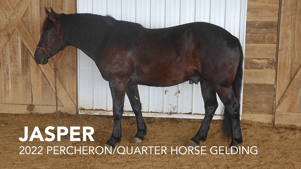 Jasper, 2022 Percheron Quarter Horse Gelding | Consigned to the Mid Ohio Crossbred Auction, March 10