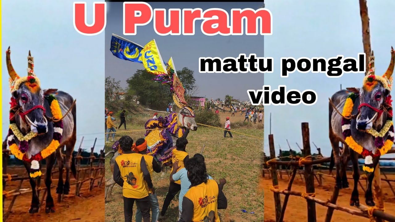 U Puram mattu pongal video,#tending #pongal #jallikattu #