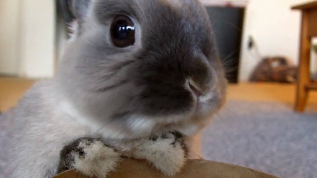 The Bunnies 2010