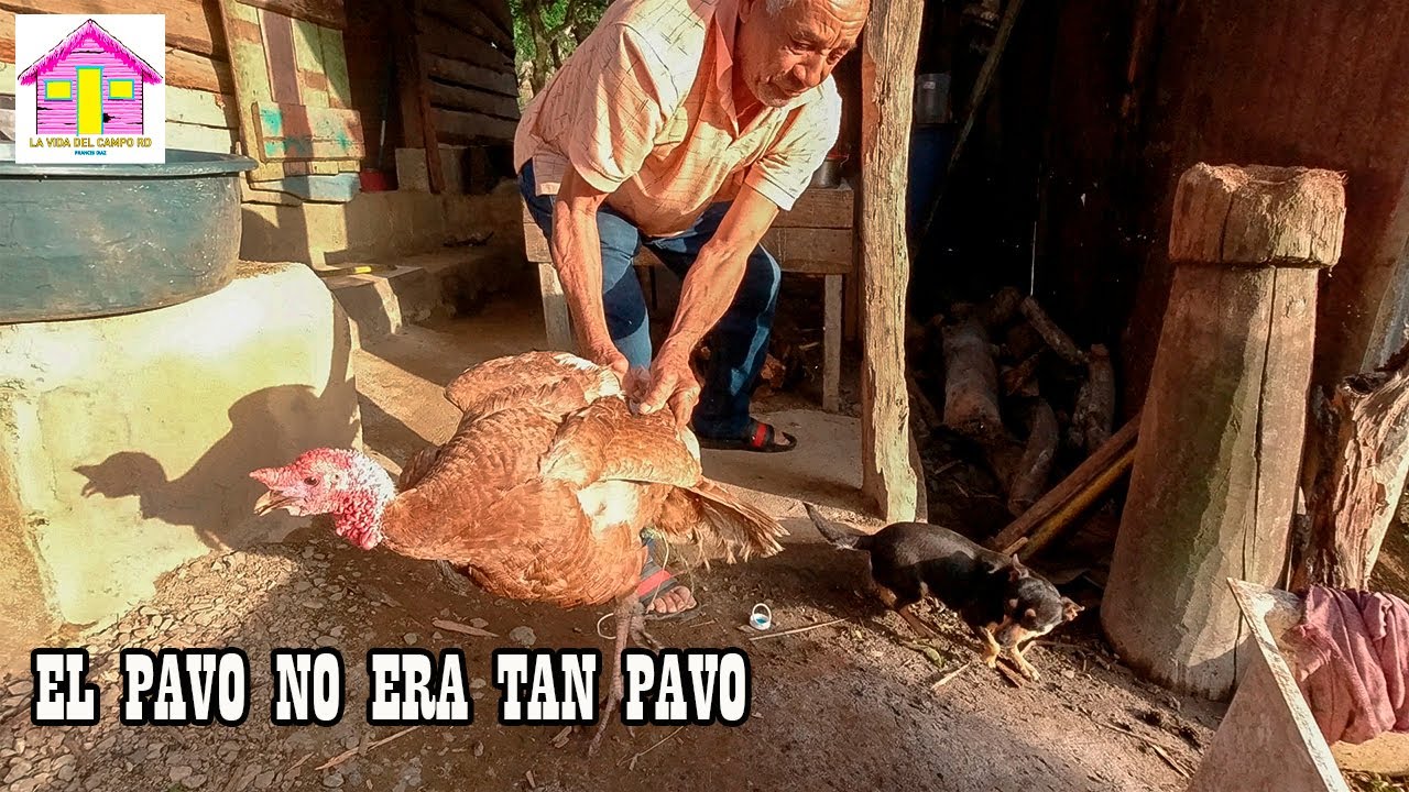 la vida del campo en republica dominicana en casa de yoya