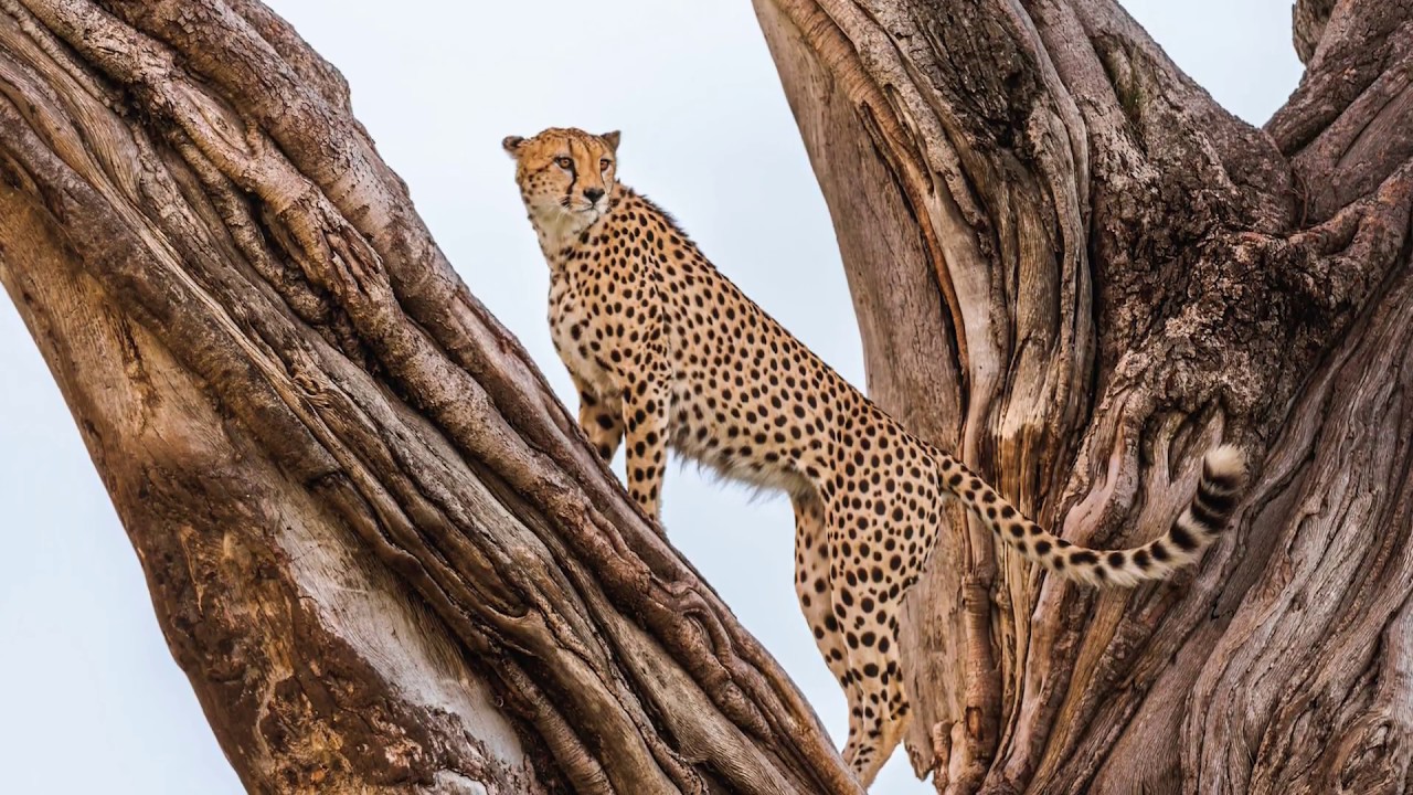 Into Africa by Frans Lanting
