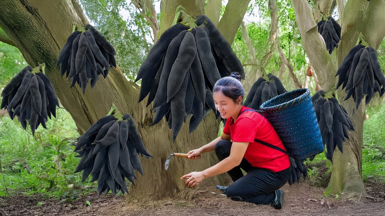 Harvest A Lot Of Rare 100 Year Old Hairy Fruit on Tall Tree Goes To Market Sell | Susan Daily Life