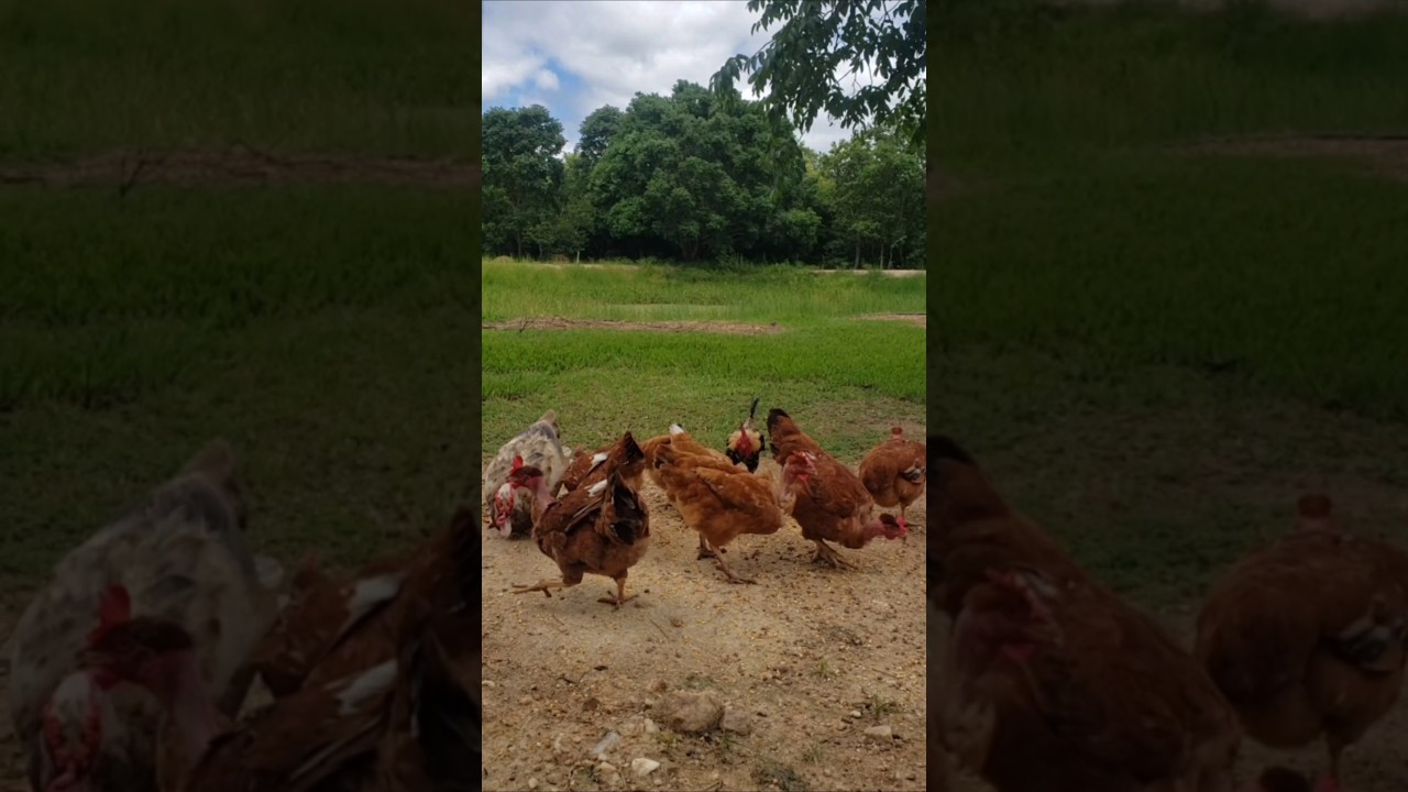 1&deg; TRATO DO DIA #galinhas #galos #aves #animaisdomesticos #sitio #natureza #comedouro #quintal