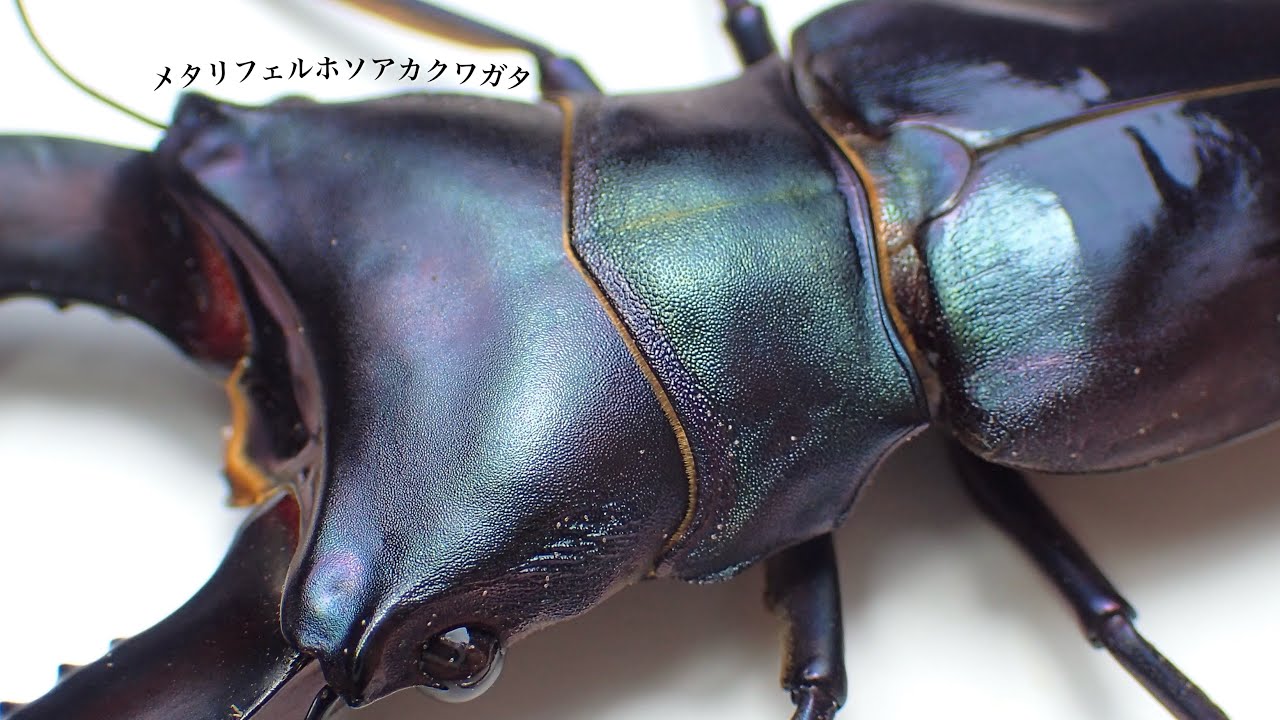 【成虫15匹】紫系メタリフェルホソアカクワガタの成虫掘り出し結果【クワガタ飼育】
