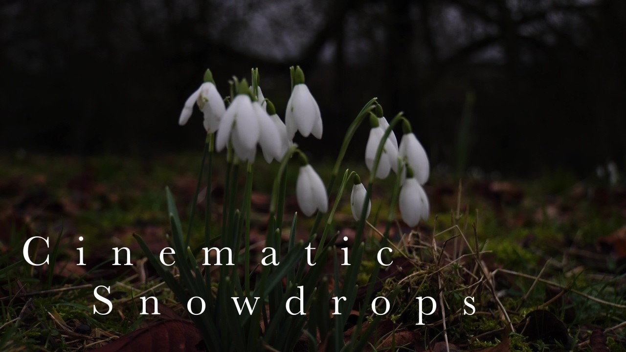 #2 Cinematic Snowdrops | The Snowdrop Series | February 4, 2026
