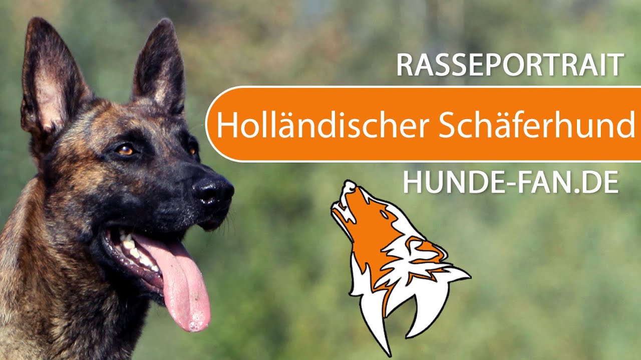 ► Holländischer Schäferhund [2024] Rasse, Geschichte, Aussehen, Charakter, Erziehung & Krankheiten