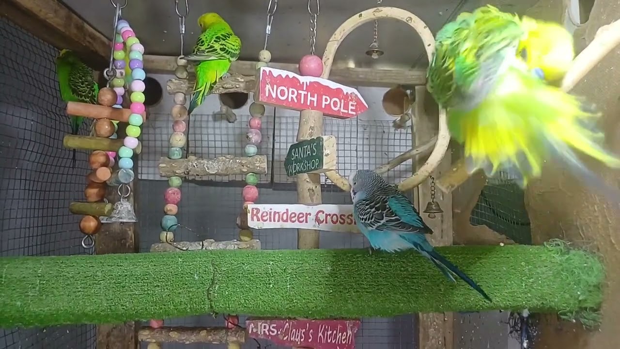 Today’s guest – the talkative parrot 😅