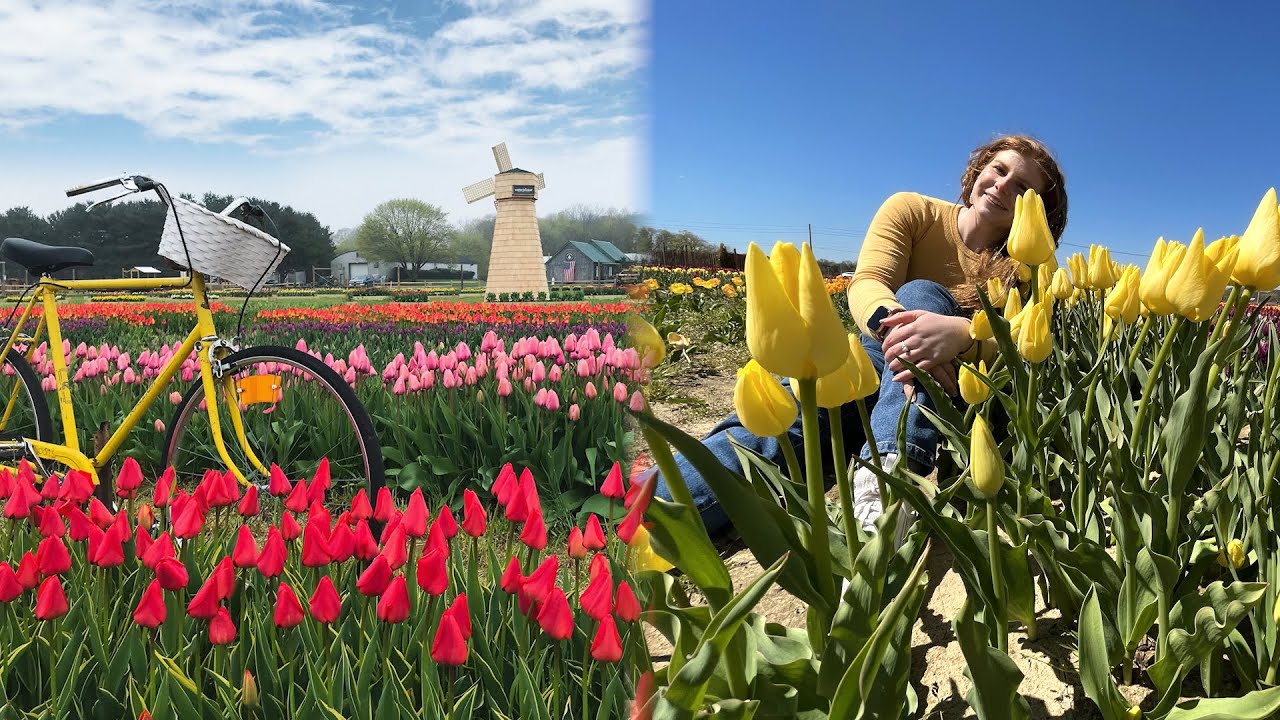Tiptoe through a rainbow of half a million tulips at this Long Island farm