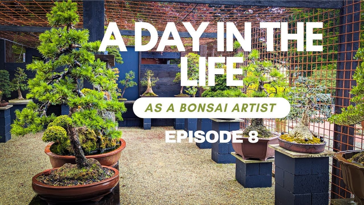 A Day In The Life As A Bonsai Artist (POV) - Ep. 8