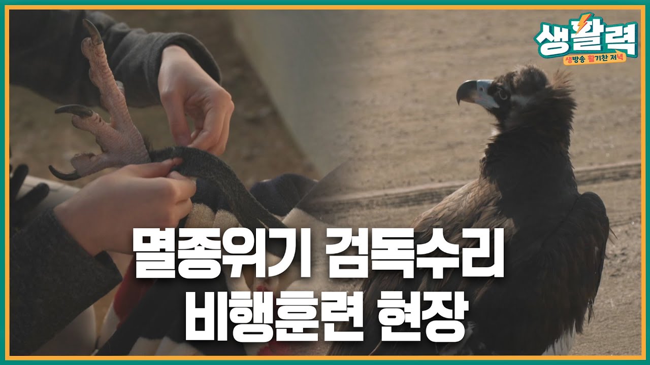 날지 못하는 검독수리… 충북야생동물센터의 겨울