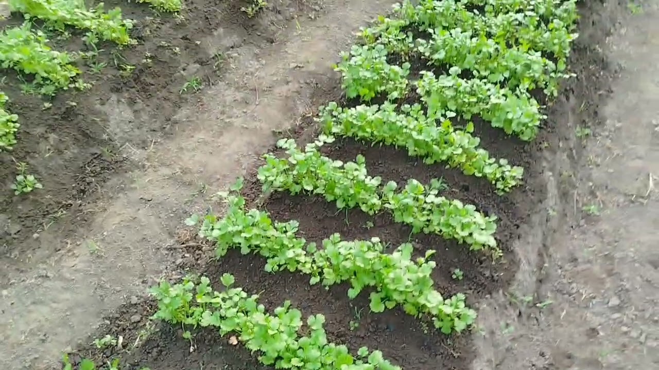Mostrando um pouco da minha horta..#roça #vidanaroça #agriculturaregenerativa @erycoisasdaminharoca 