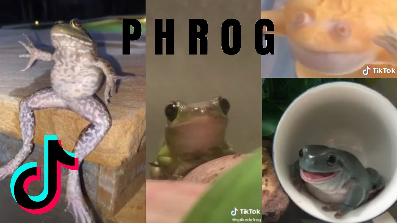 The Frog Side of TikTok Compilation