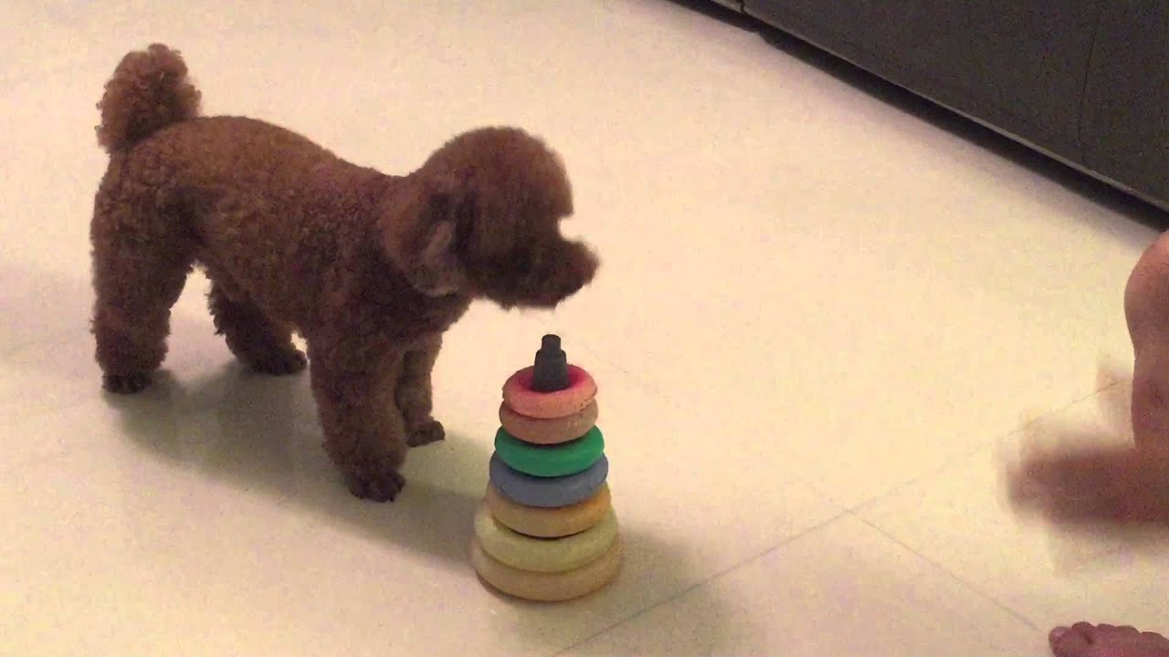 POODLE PERFORMING AMAZING DOG TRICKS - Cookie's debut