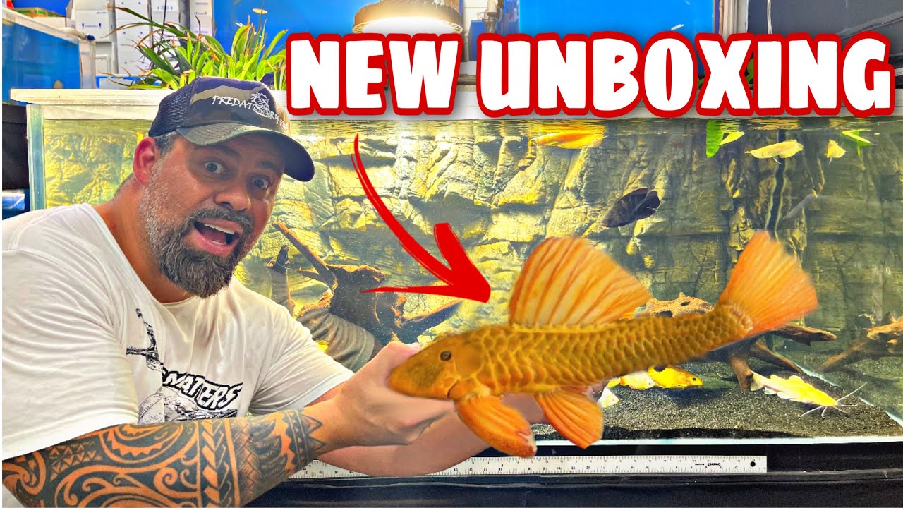 HYPOSTOMUS LUTEUS NEW *UNBOXING* TROPICAL FISH from SOUTH AMERICA