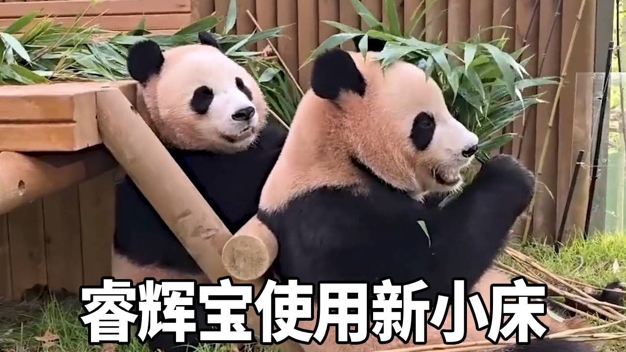 睿宝辉宝用上姜爷爷改造后的小床了 #睿宝辉宝