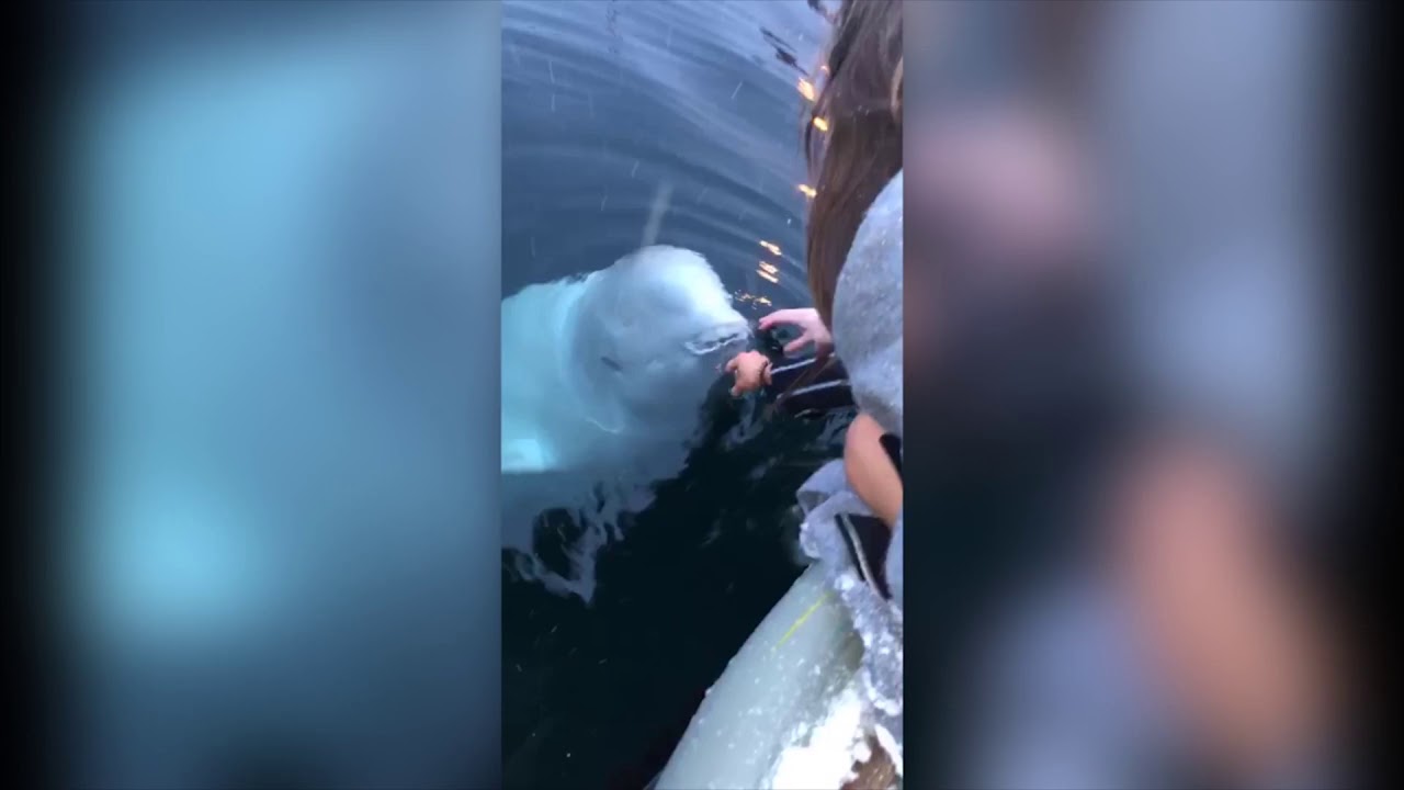 Russian Spy Whale Retrieves iPhone