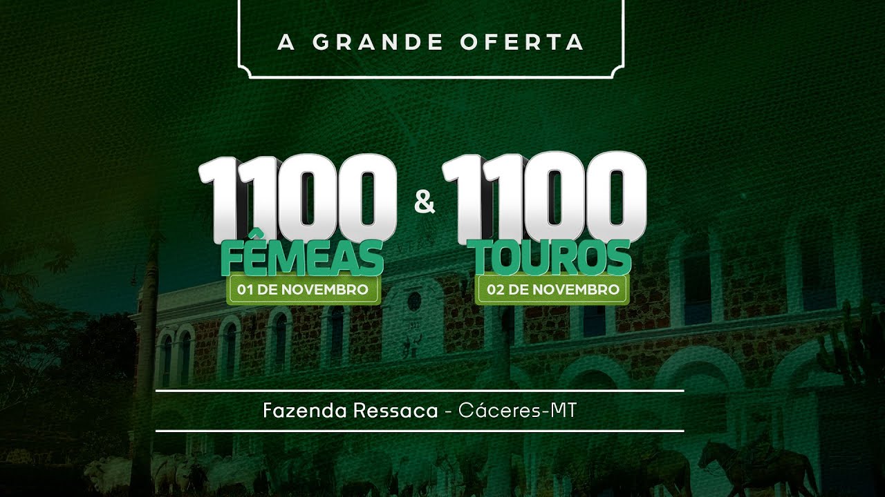 1100 Fêmeas e 1100 Touros: A grande liquidação da Fazenda Ressaca