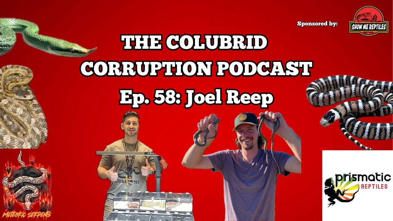 Having A Super Diverse Colubrid Collection w/ Joel Reep | The Colubrid Corruption Podcast | Ep. 58
