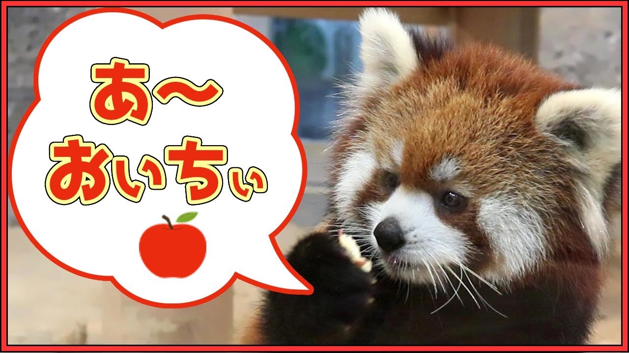 レッサーパンダ キラリ＆めいしゃん(梅香) モグモグタイム♪ 鯖江市西山動物園 Red panda Nishiyama zoo