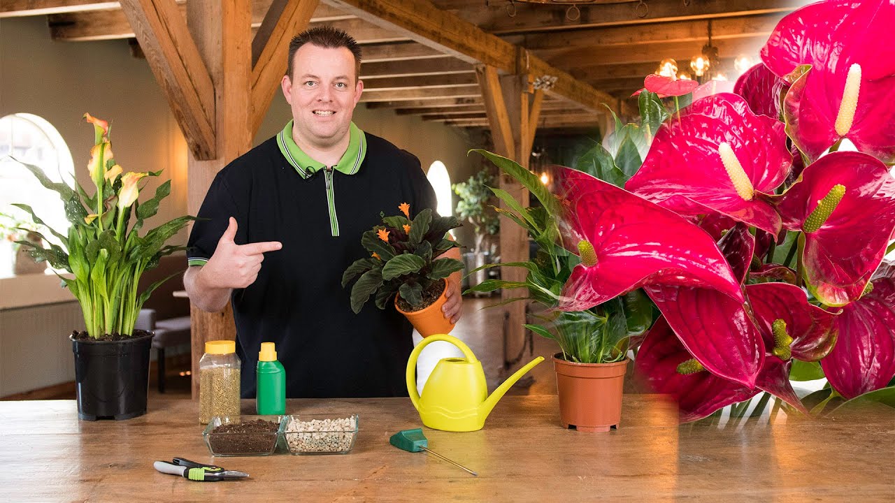 Tips voor het kopen van bloeiende kamerplanten