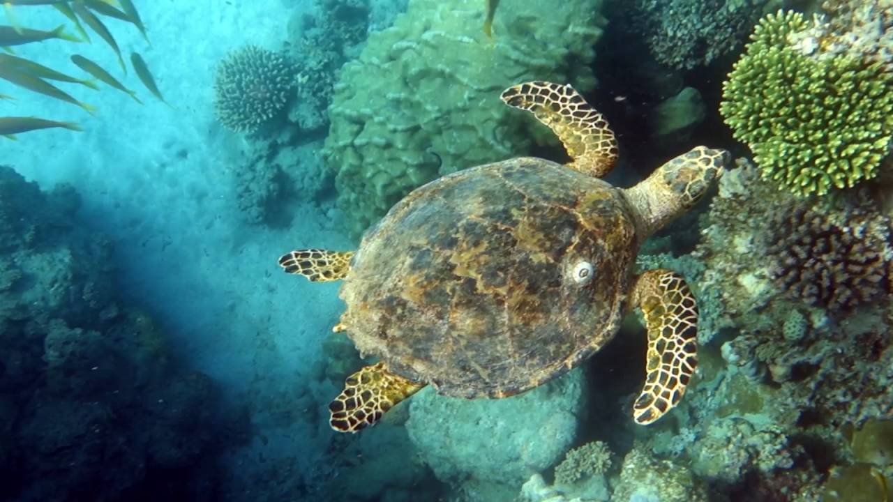 Conservation Success Stories: The Loggerhead Sea Turtle