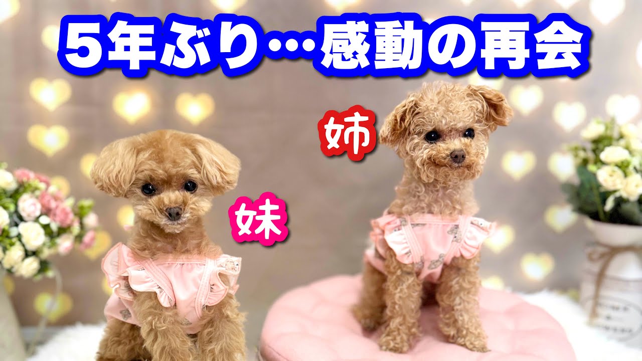 離れた姉妹犬と5年越しに感動の再会…！ついに性格の違いが！？【トイプードルのコロン】
