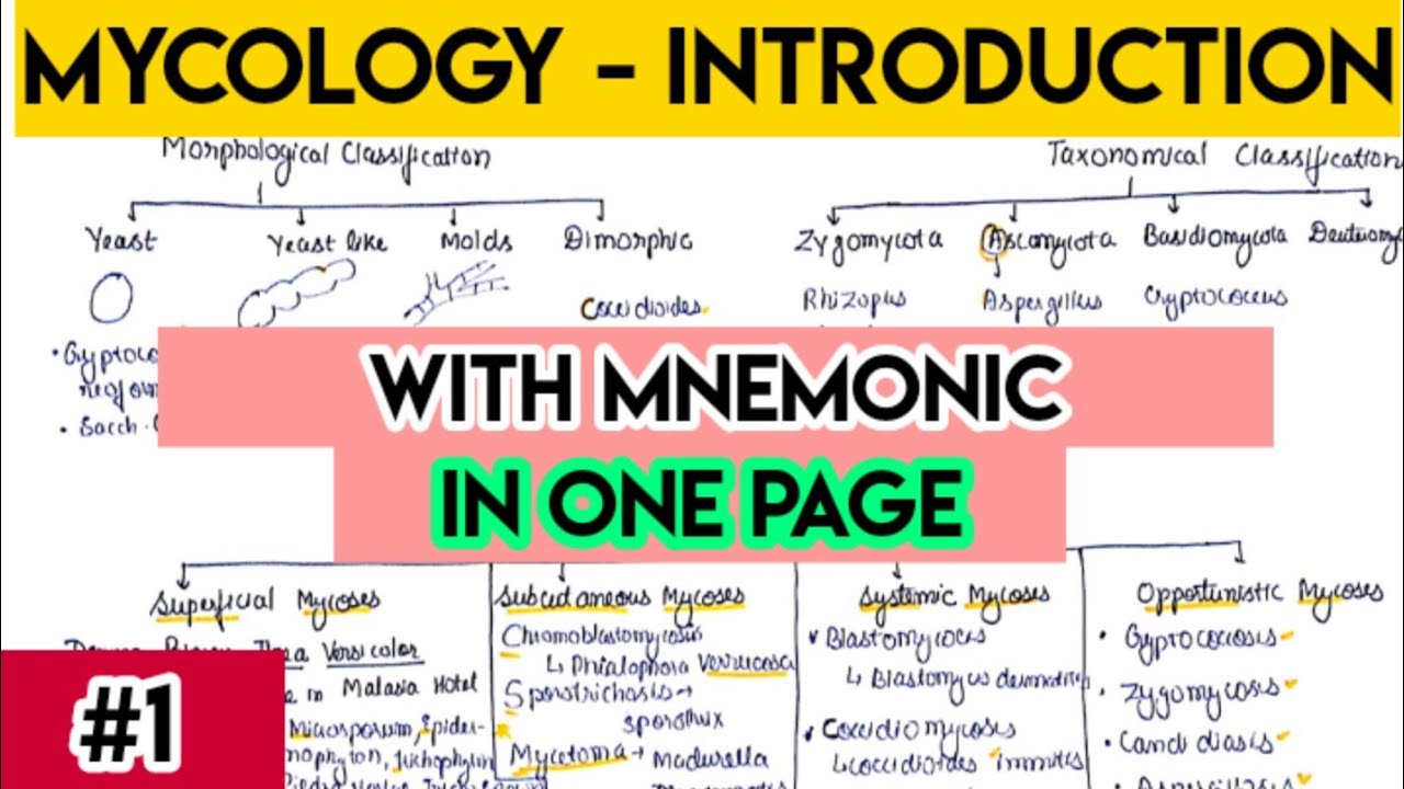Mycology introduction | Fungi introduction with trick | fungi classification |