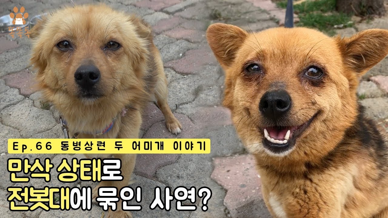 Ep.66 동병상련 두 어미개 이야기
