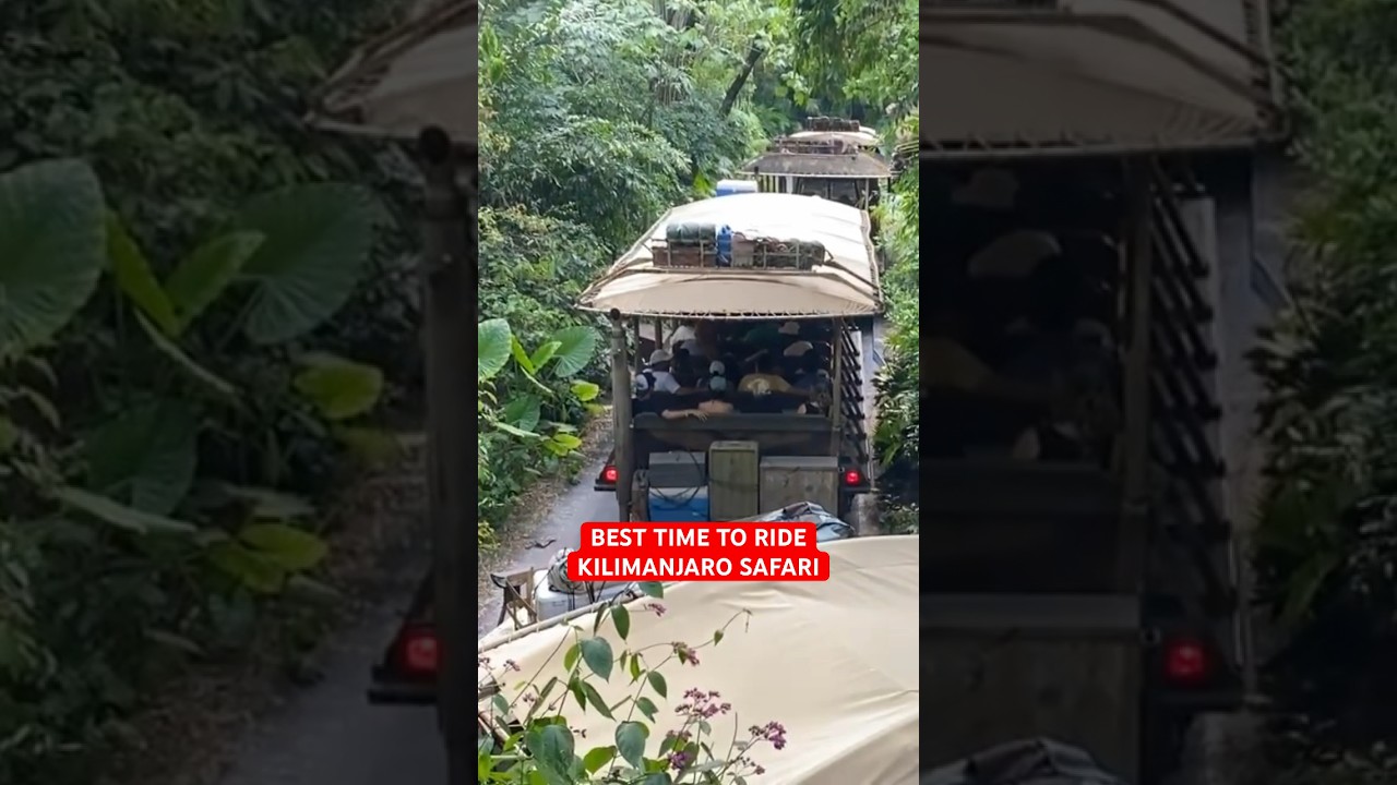 BEST Time to Ride the Kilimanjaro Safari at Animal Kingdom! 😮🦁🌳