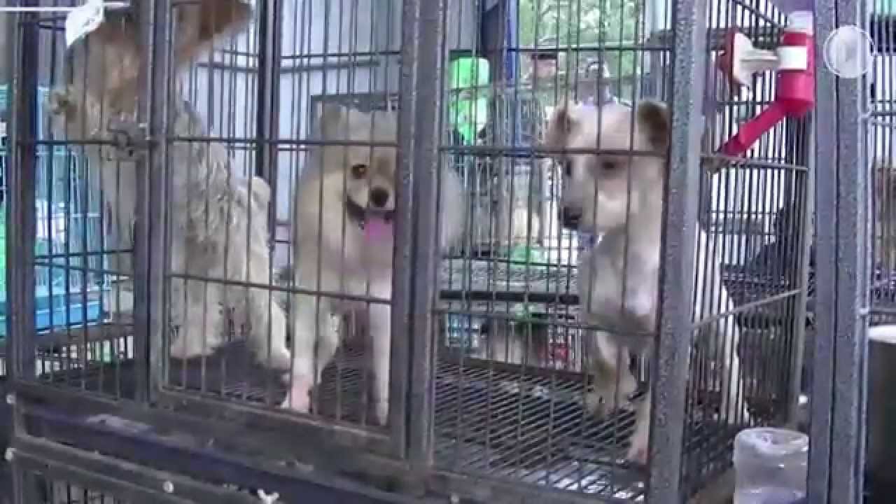 Boycott the bad breeder: Dr. Fiona Woodhouse, deputy director of welfare, talks about the campaign