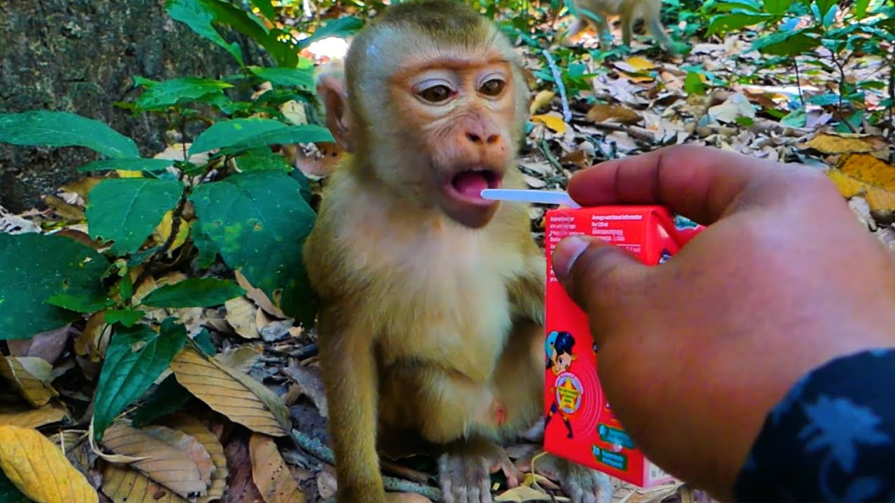Feeding milk to Little Monkey Luno with Lily