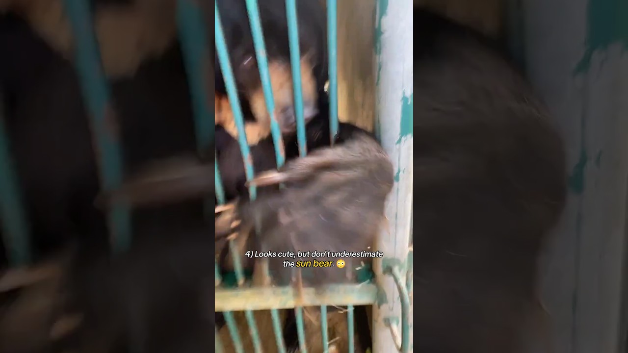 Top 10 Scary Animal Moments behind Cages😱