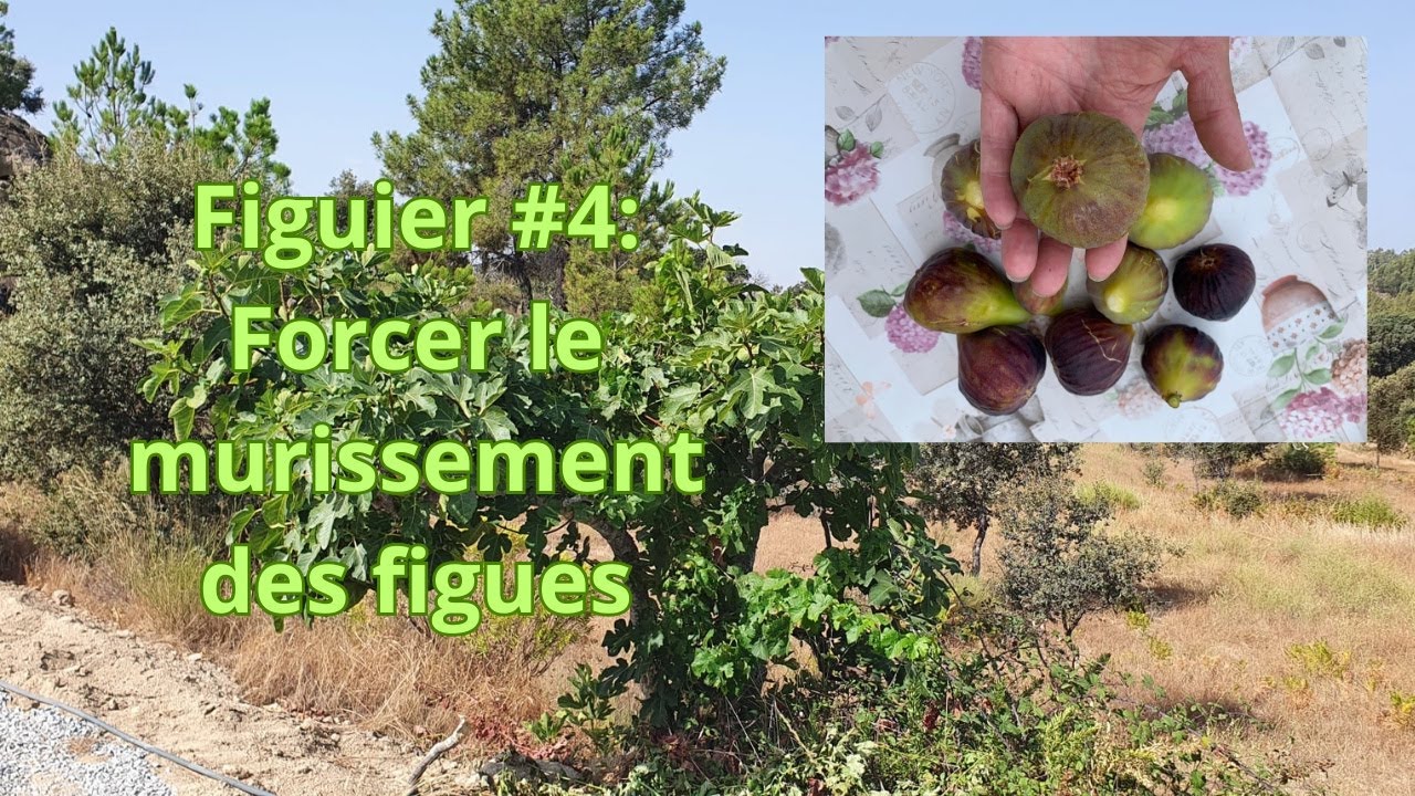 Figuier #4: Forcer le murissement des figues