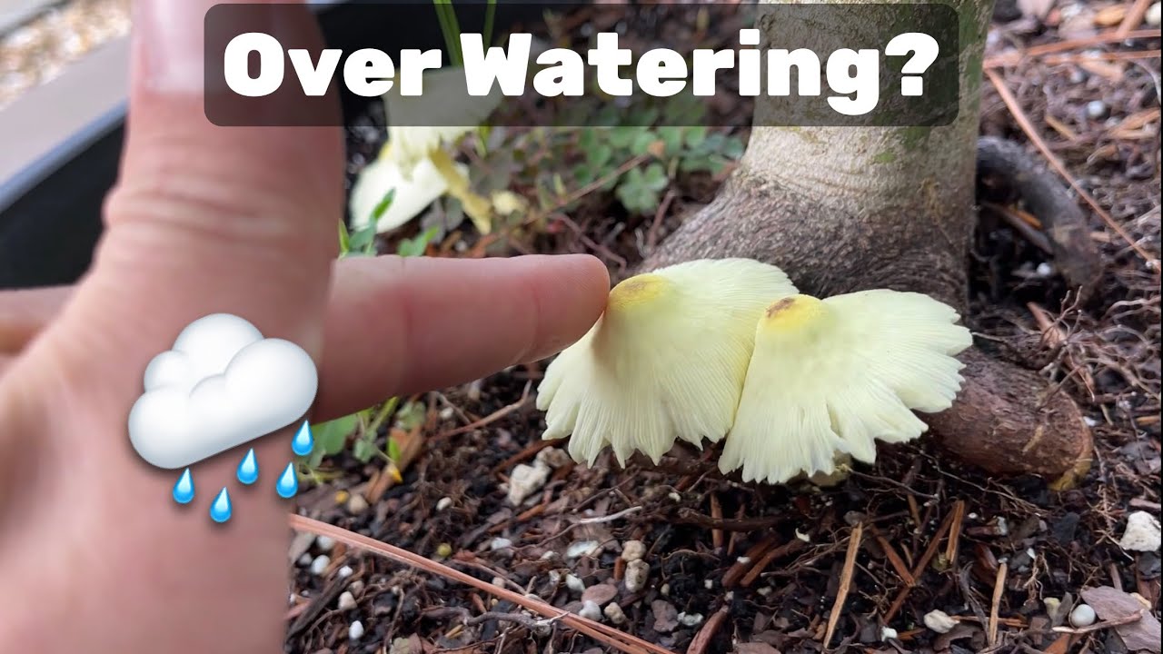 Japanese Maple Care: Signs You're Overwatering