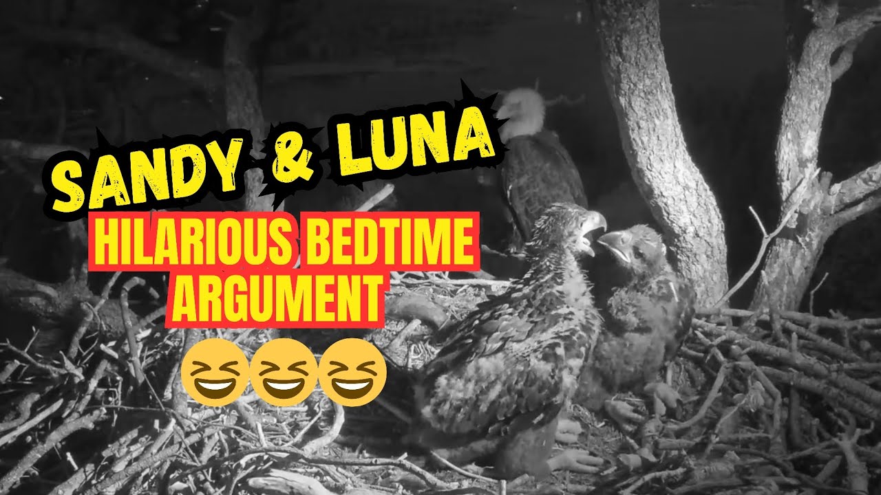 Sandy and Luna had us cracking up with their hilarious bedtime bickering!🤣🤣 Siblings being siblings!