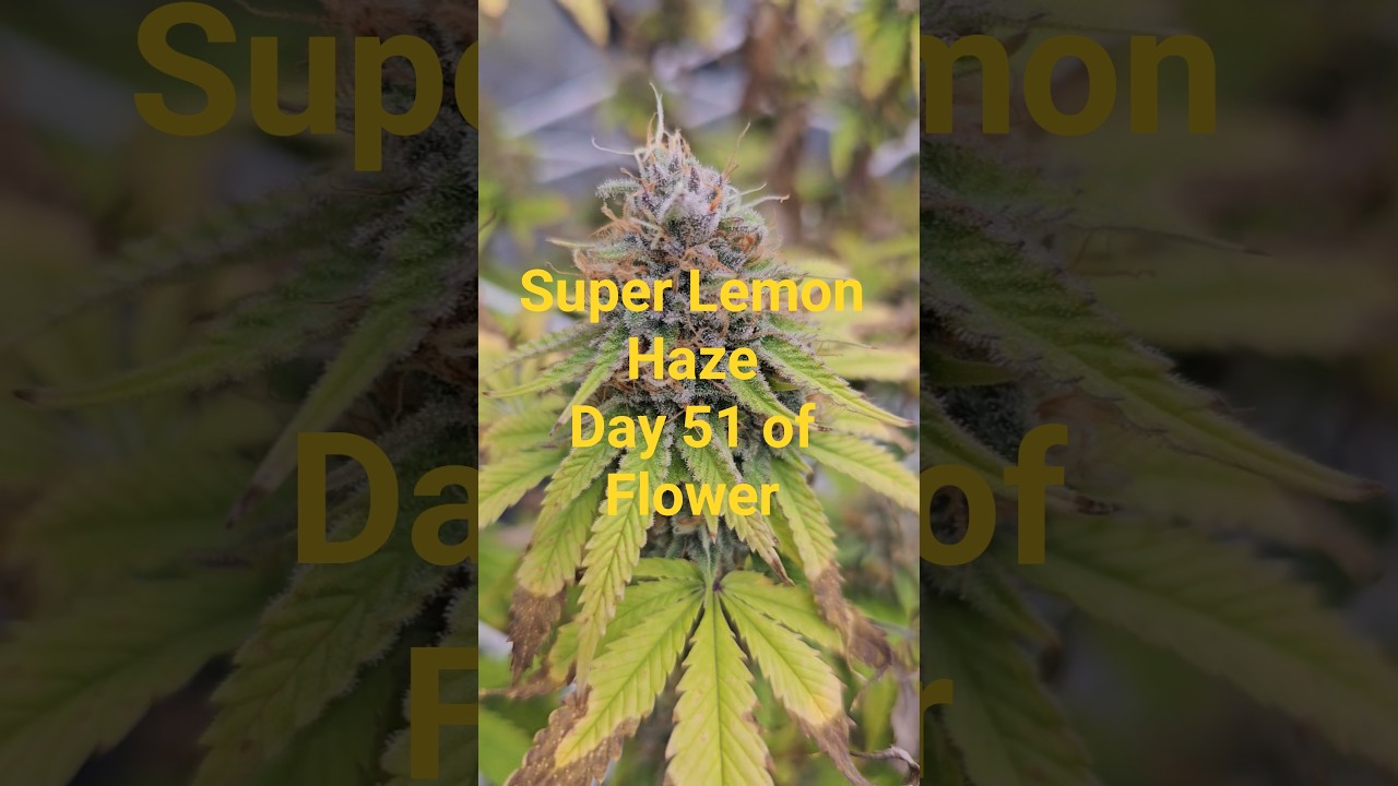 Super Lemon Haze by Greenhouse Seeds. Day 51 of Flower#greenhouse #indoor #lemon #smoke #funny #fun