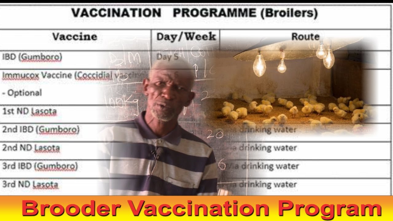 Vaccination And Treatment Program For Poultry With  Dr. Isa Luigare
