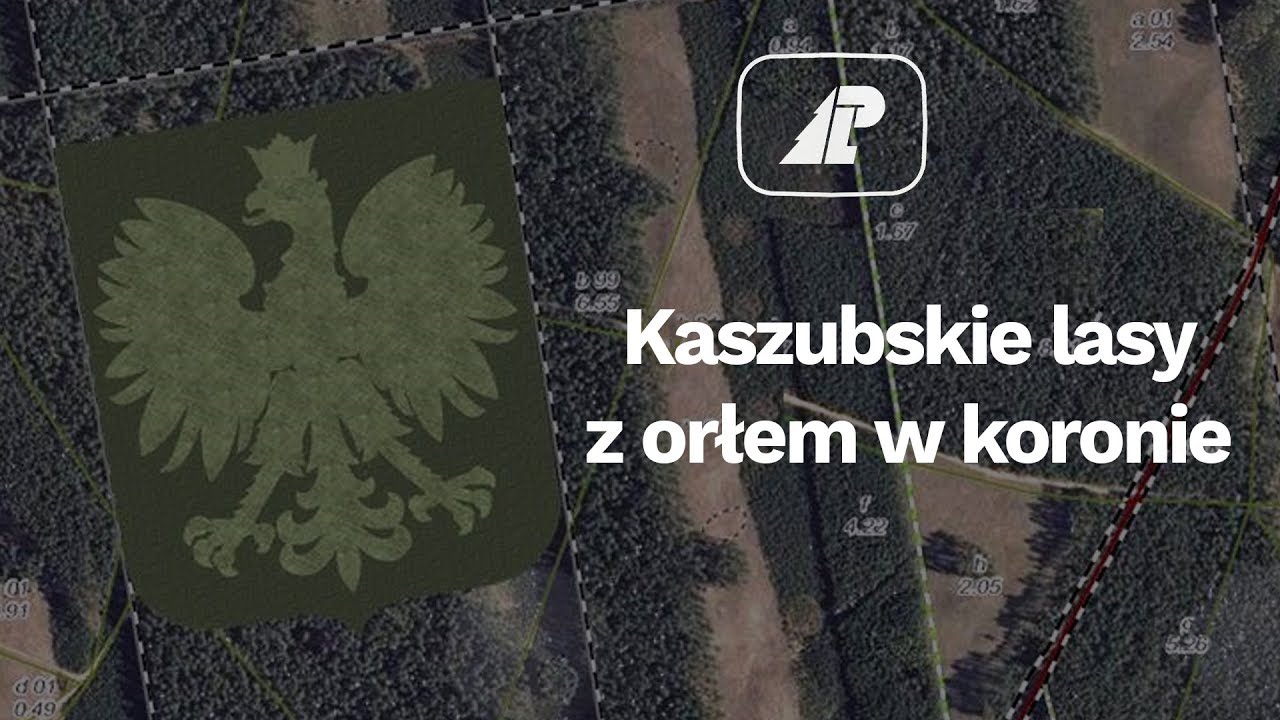 Kaszubskie lasy z orłem w koronie