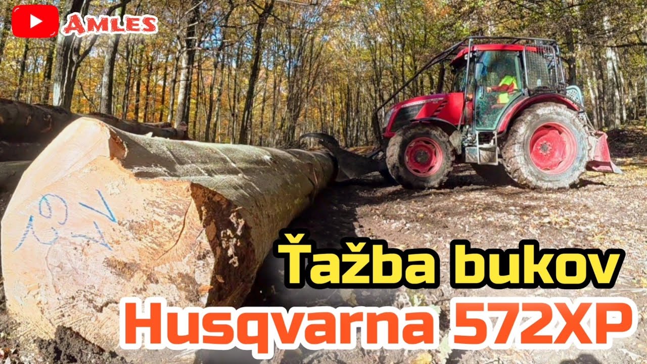 Рубка толстых буковых деревьев — подход к склону | Husqvarna 572XP и ZETOR в ДЕЙСТВИИ | Amles