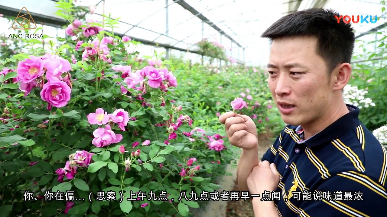 天狼说月季【品种推荐】   重瓣红玫瑰：花店里的“玫瑰”都是切花月季，那真正的玫瑰长啥样？ 超清