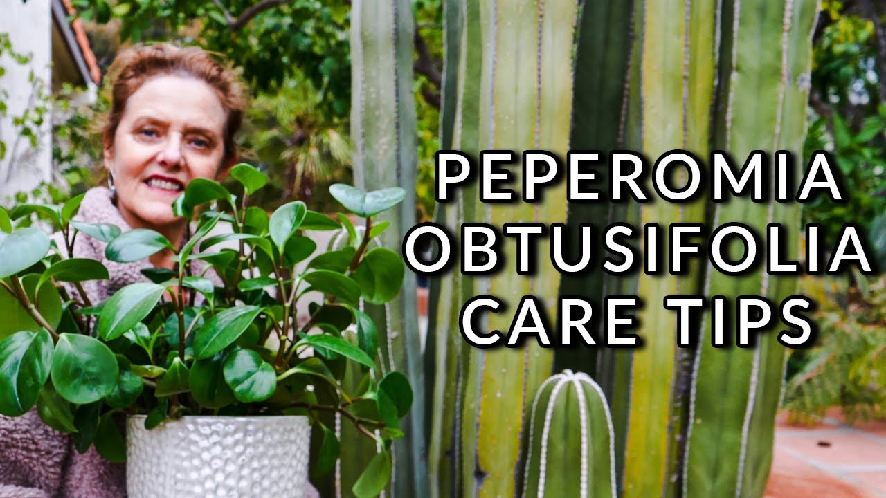 PEPEROMIA OBTUSIFOLIA CARE: THE EASY BABY RUBBER PLANT/JoyUsGarden