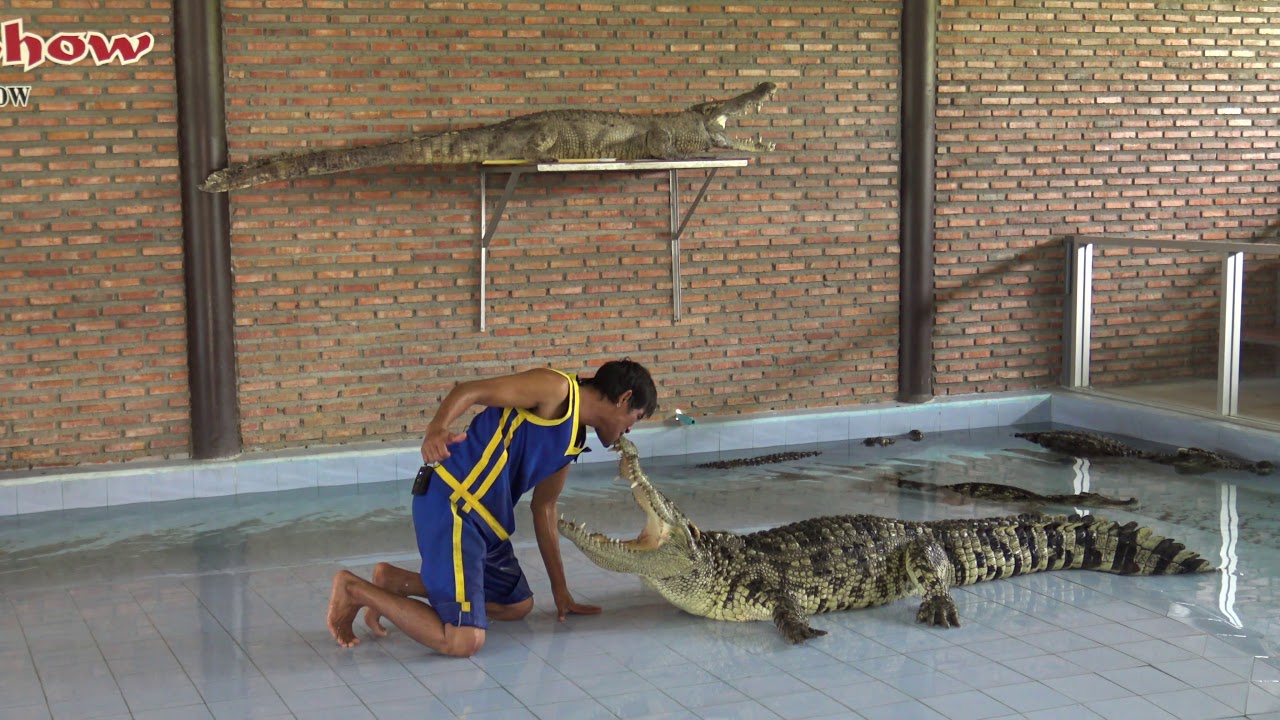 Crocodile show in Bangkok Thailand