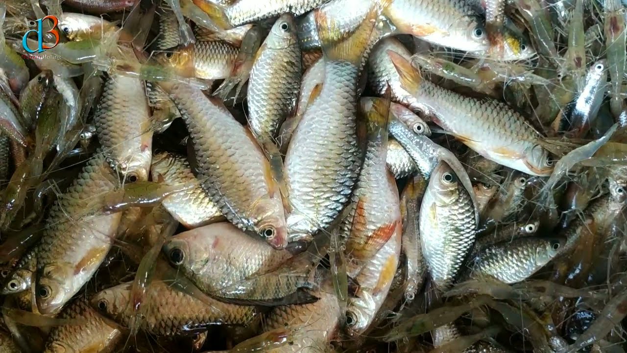 pasang bubu payung umpan terasi dan pelet ikan Joss gandos!!!!!!!!!!! #DB-243