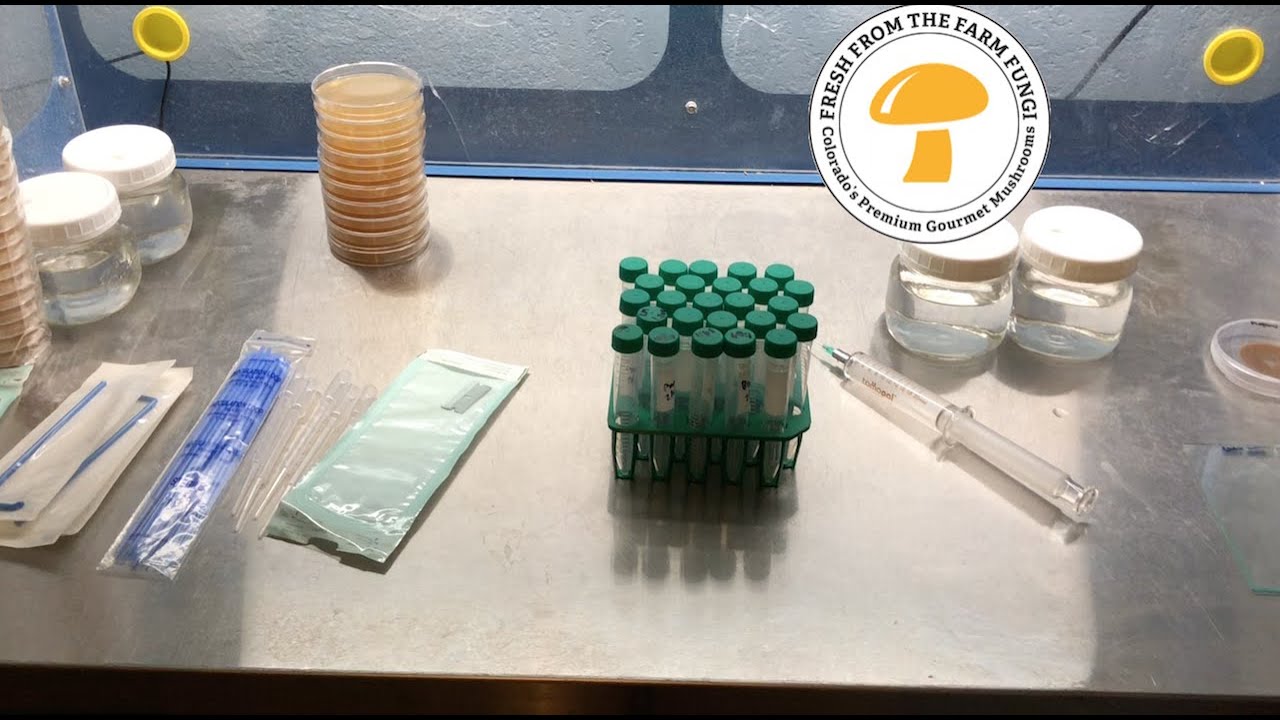 Breeding Mushrooms Part 1: Serial Dilutions and Isolating Haploids