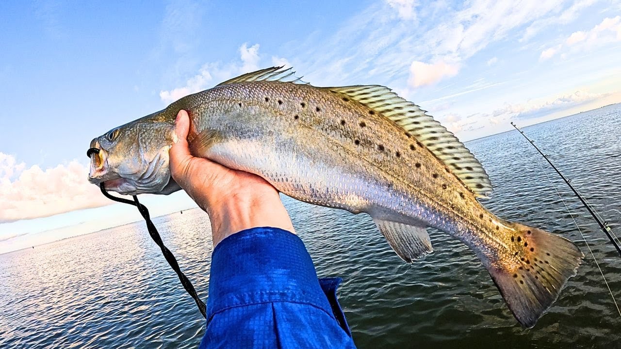 Wade Fishing Galveston West Bay for Big Trout