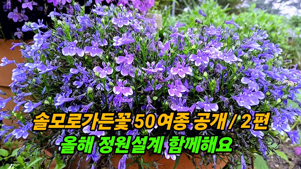 꽃만 잘 골라 심어도  정원이 확 예뻐집니다 