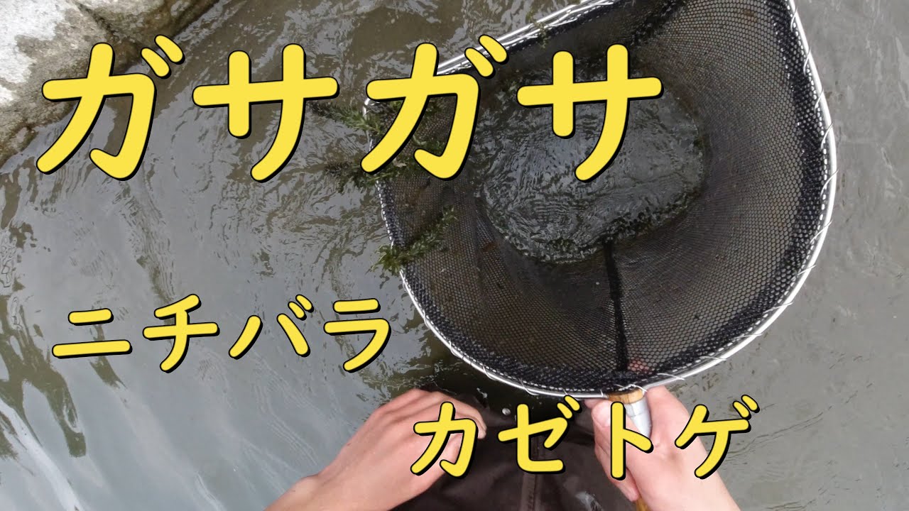 福岡県でガサガサ!!ニッポンバラタナゴカゼトゲタナゴなどが沢山捕れた！