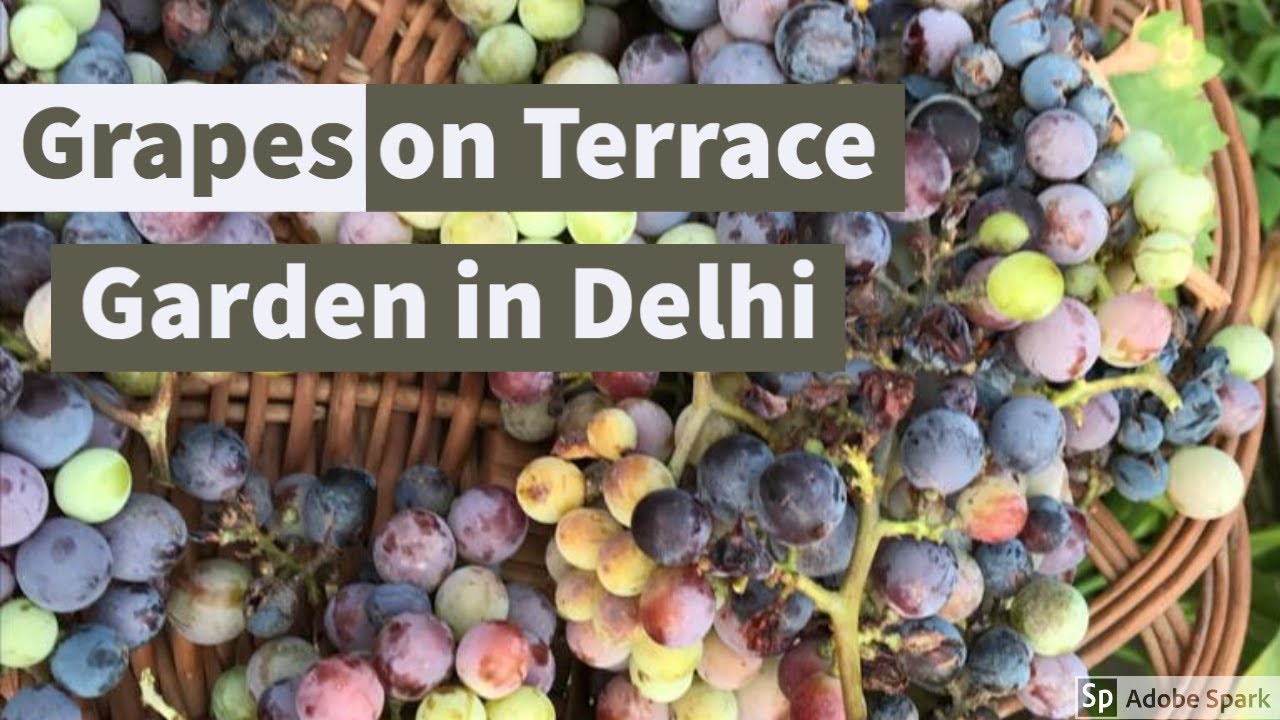How to grow Grapes on Terrace | Delhi's Couple Garden |