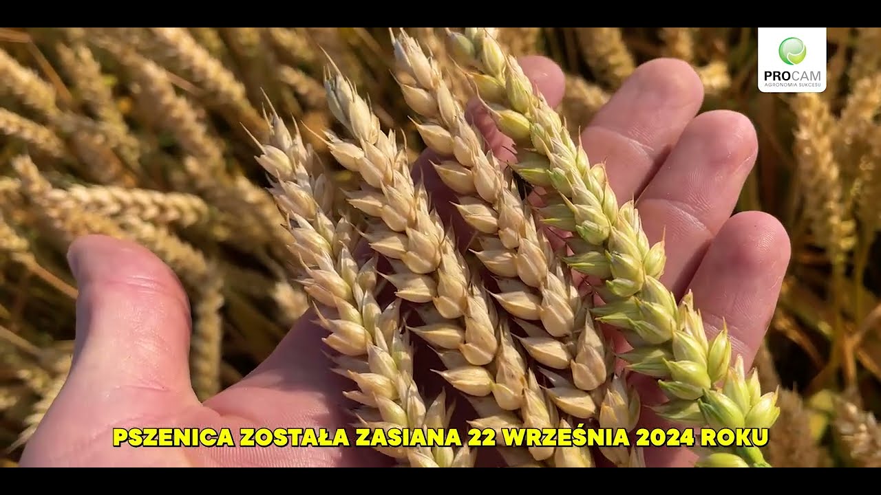 Pszenica Chevignon na Mazowszu #pszenica2025